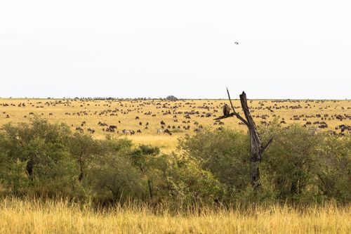 Park Narodowy Serengeti
