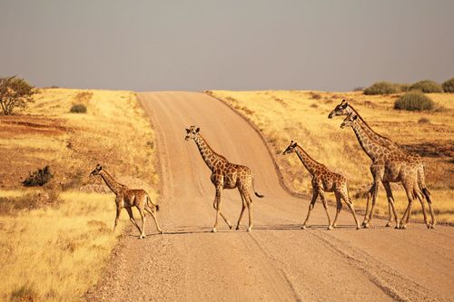 Park Narodowy Etosha