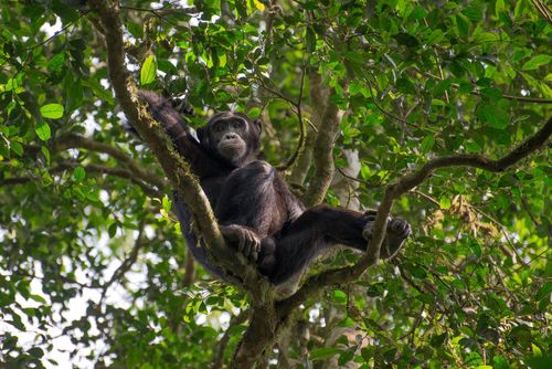 Park Narodowy Kibale Forest
